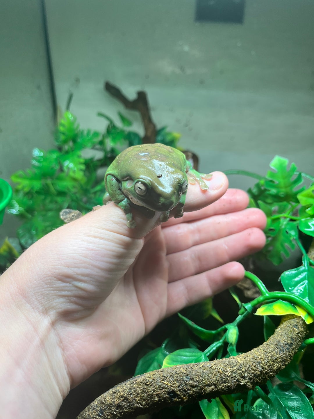 Frog reptiles for sale: Three whites tree frogs including terrarium  - Image 2