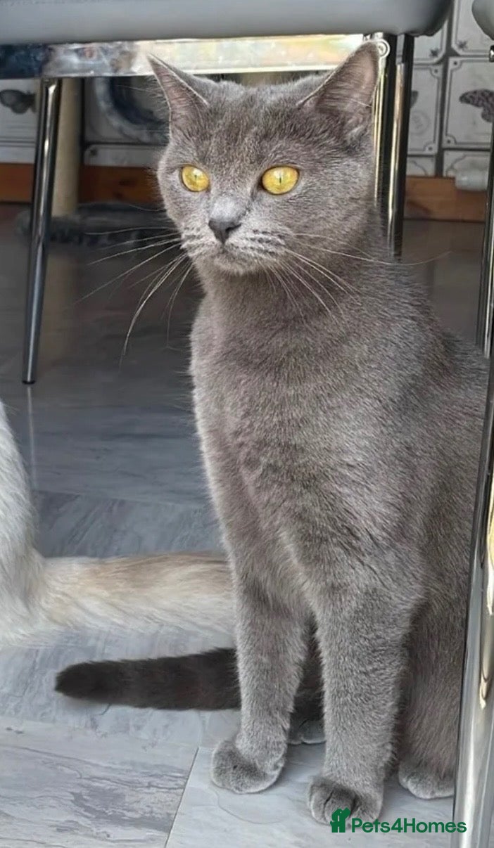 British Shorthair cats Beautiful Leia looking for her forever home! - Advert 10