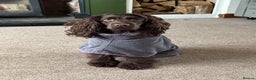 Sprocker dogs for sale: The Best of Both Worlds: Laid-Back & Brainy  - Advert 2