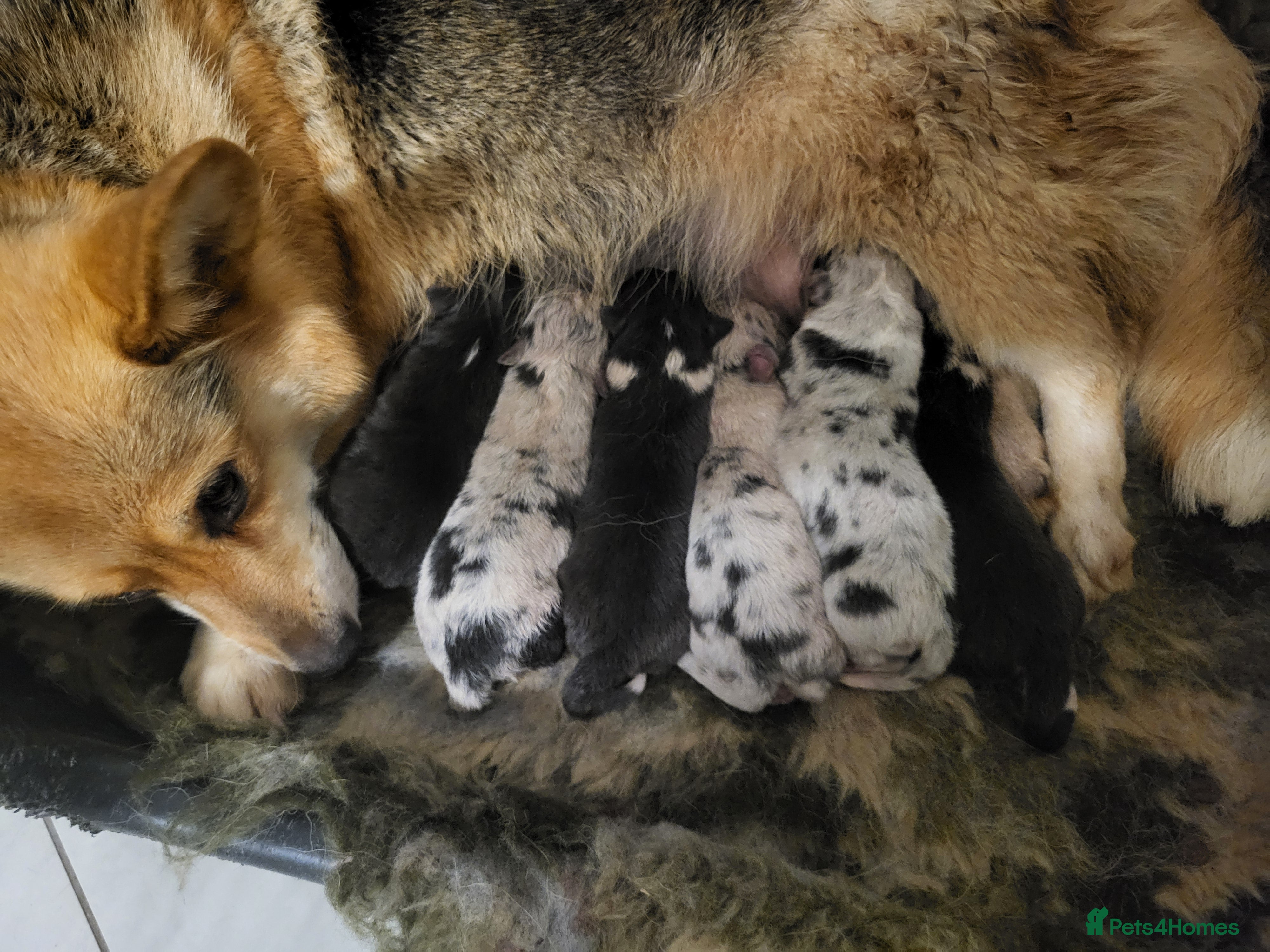 Mixed Breed dogs Rare Litter of Shorgi puppies! - Advert 1