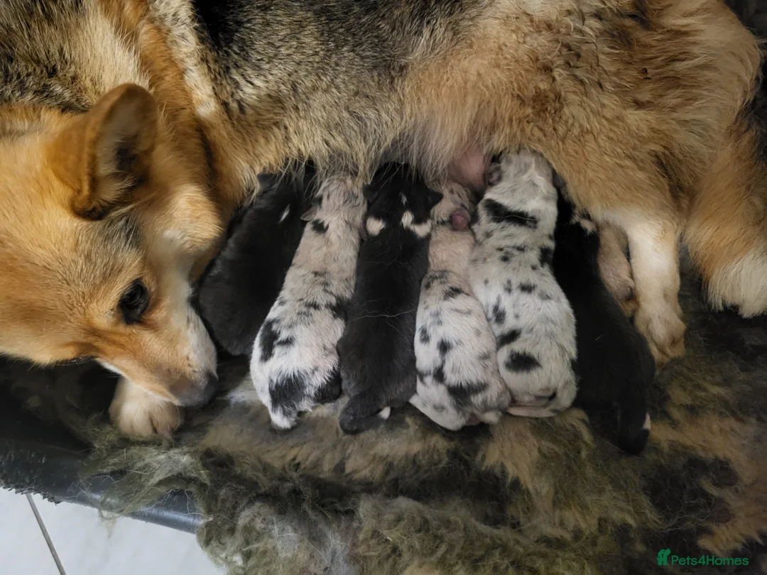 Mixed Breed dogs for sale: Rare Litter of Shorgi puppies! - Advert 1