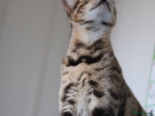 Bengal cats 🔥TICA Active IMPORTED ELITE BREEDING QUEEN🔥 - Advert 5