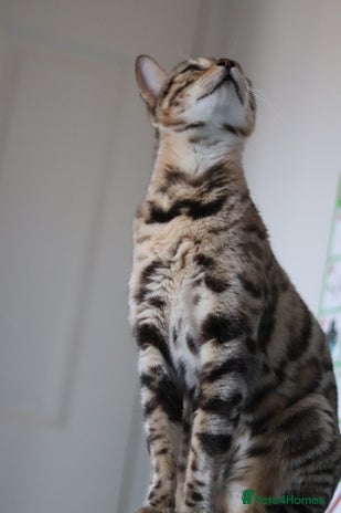 Bengal cats 🔥TICA Active IMPORTED ELITE BREEDING QUEEN🔥 - Advert 6