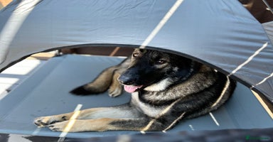 German Shepherd dogs in Cambridge - Advert 12