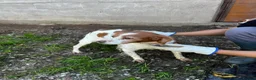 Brittany Spaniel dogs for adoption: Unique in Alfreton - Advert 9