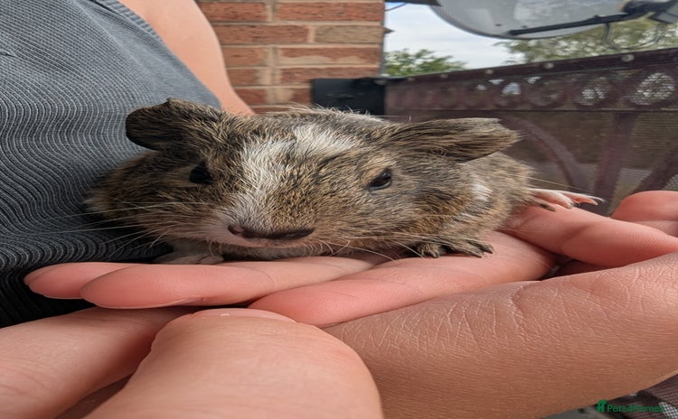 Guinea Pig rodents - Advert 3