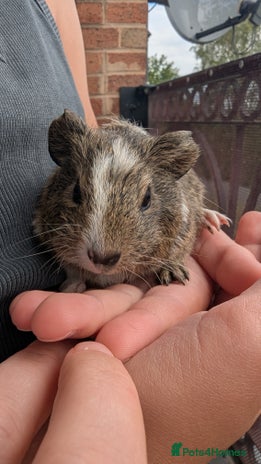Guinea Pig rodents - Advert 4
