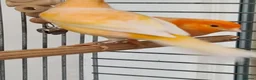 Canaries birds for sale: 2 canaries - Advert 2