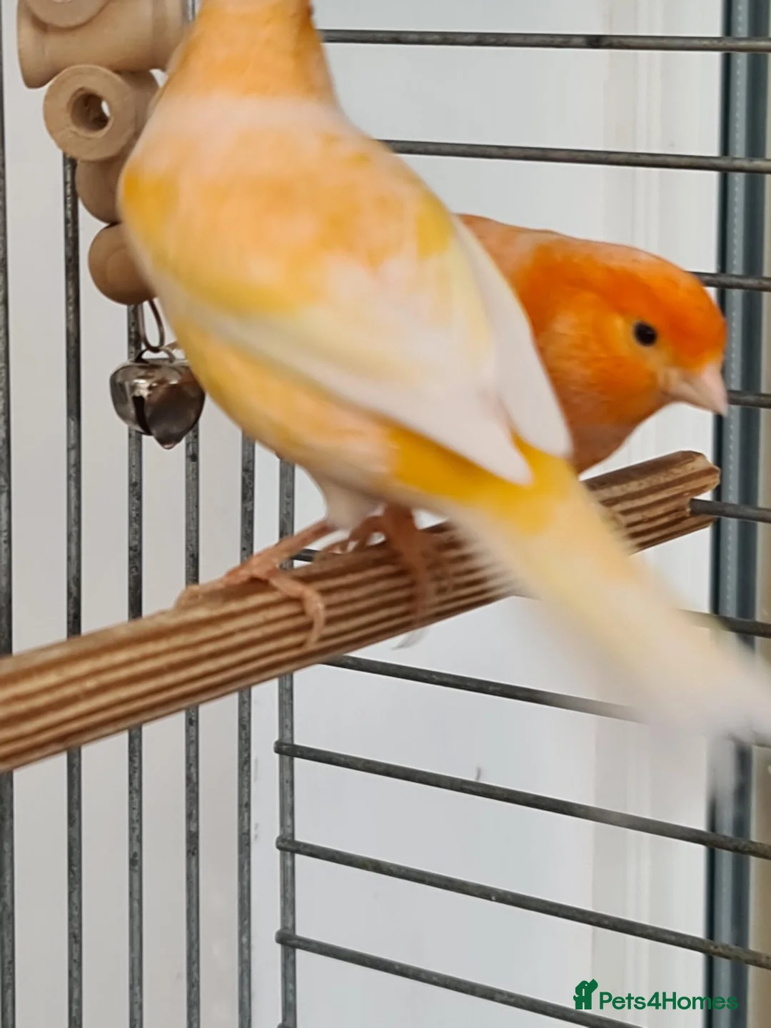 Canaries birds for sale: 2 canaries - Advert 2