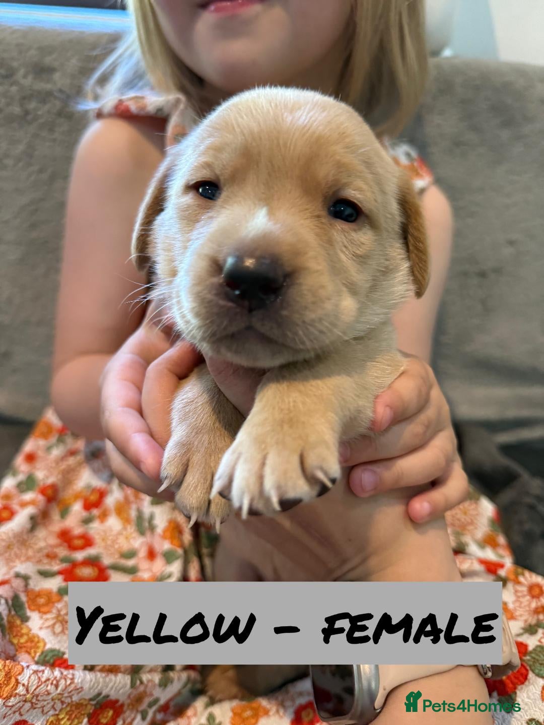 Labrador Retriever dogs for sale: KC Registered Labrador puppies / Champion Lines - Image 1