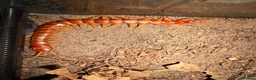 Centipedes invertebrates for sale: Young Darwin’s Goliath Centipede - Advert 1
