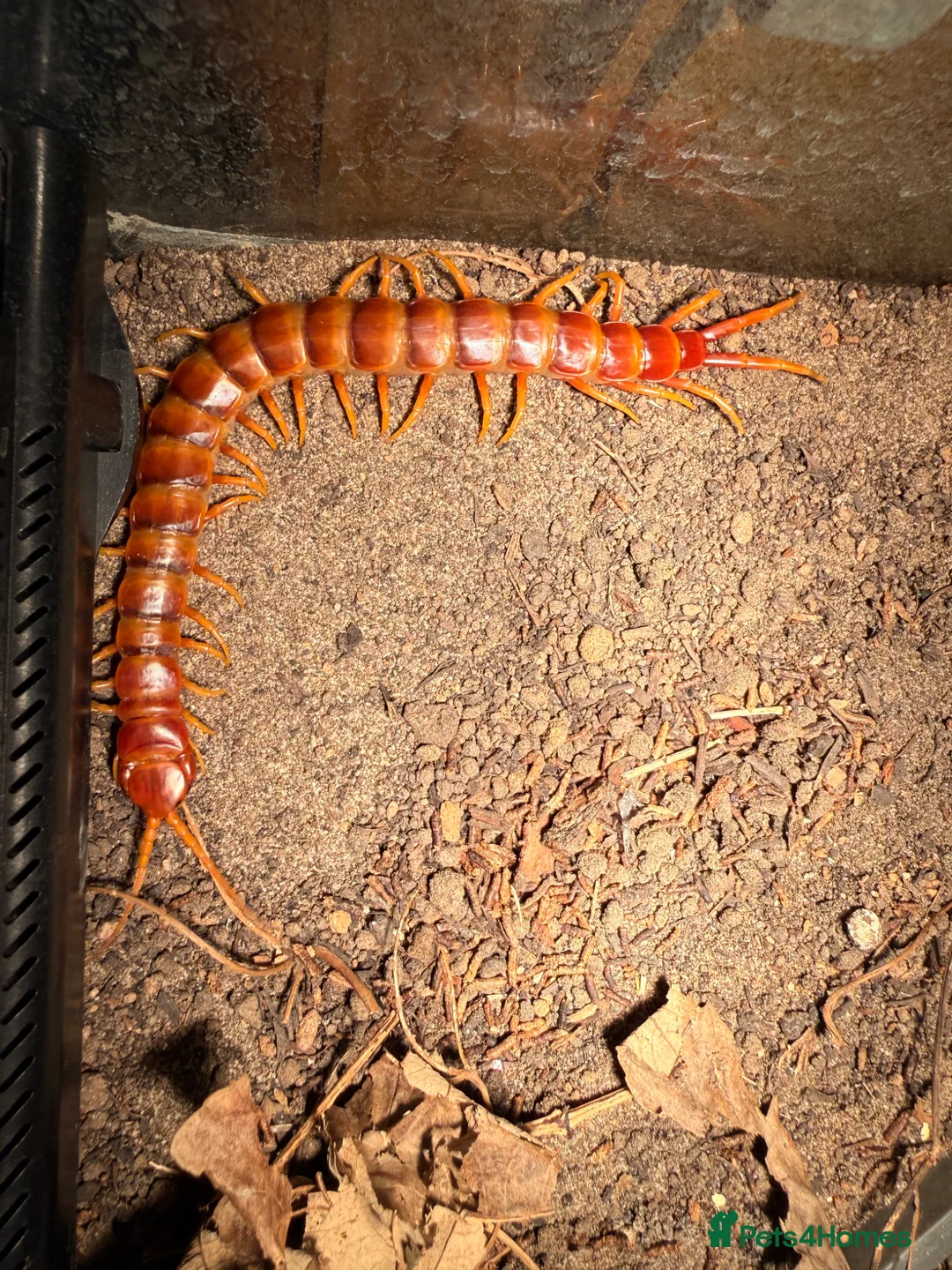 Centipedes invertebrates for sale: Young Darwin’s Goliath Centipede - Advert 1