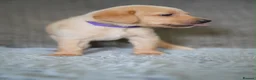 Labrador Retriever dogs for sale: Kennel Club Registered Labrador Puppies  - Advert 11