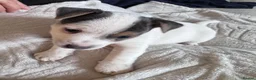 Jack Russell dogs for sale: Jack Russell Puppies in York - Advert 10