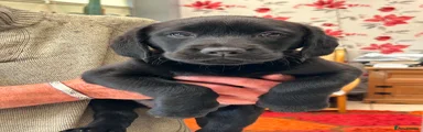 Not named yet