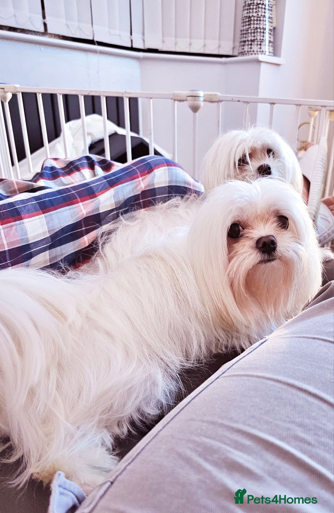 Maltese dogs for stud: 2kg kC Korean line Maltese stud in Derby - Advert 3