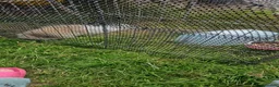 Lionhead rabbits for sale: Lion head male rabbits brothers in Newport - Advert 4