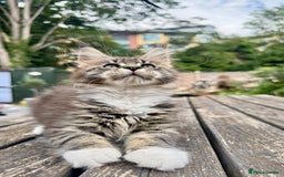 Maine Coon cats for sale: Champions- Bloodline Purebred Maine Coon Kittens  - Image 14