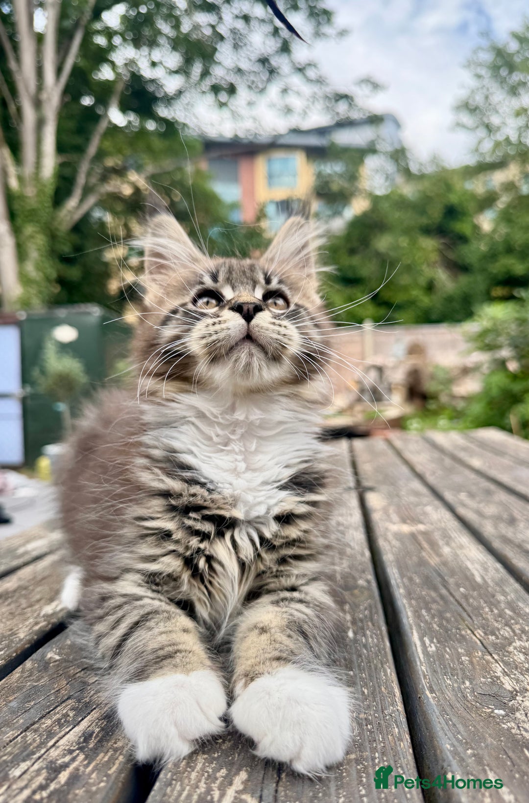 Maine Coon cats for sale: Champions- Bloodline Purebred Maine Coon Kittens  - Image 14