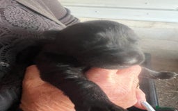 German Shepherd dogs for sale: Beautiful Czechoslovakian sable German shepherds  - Image 9