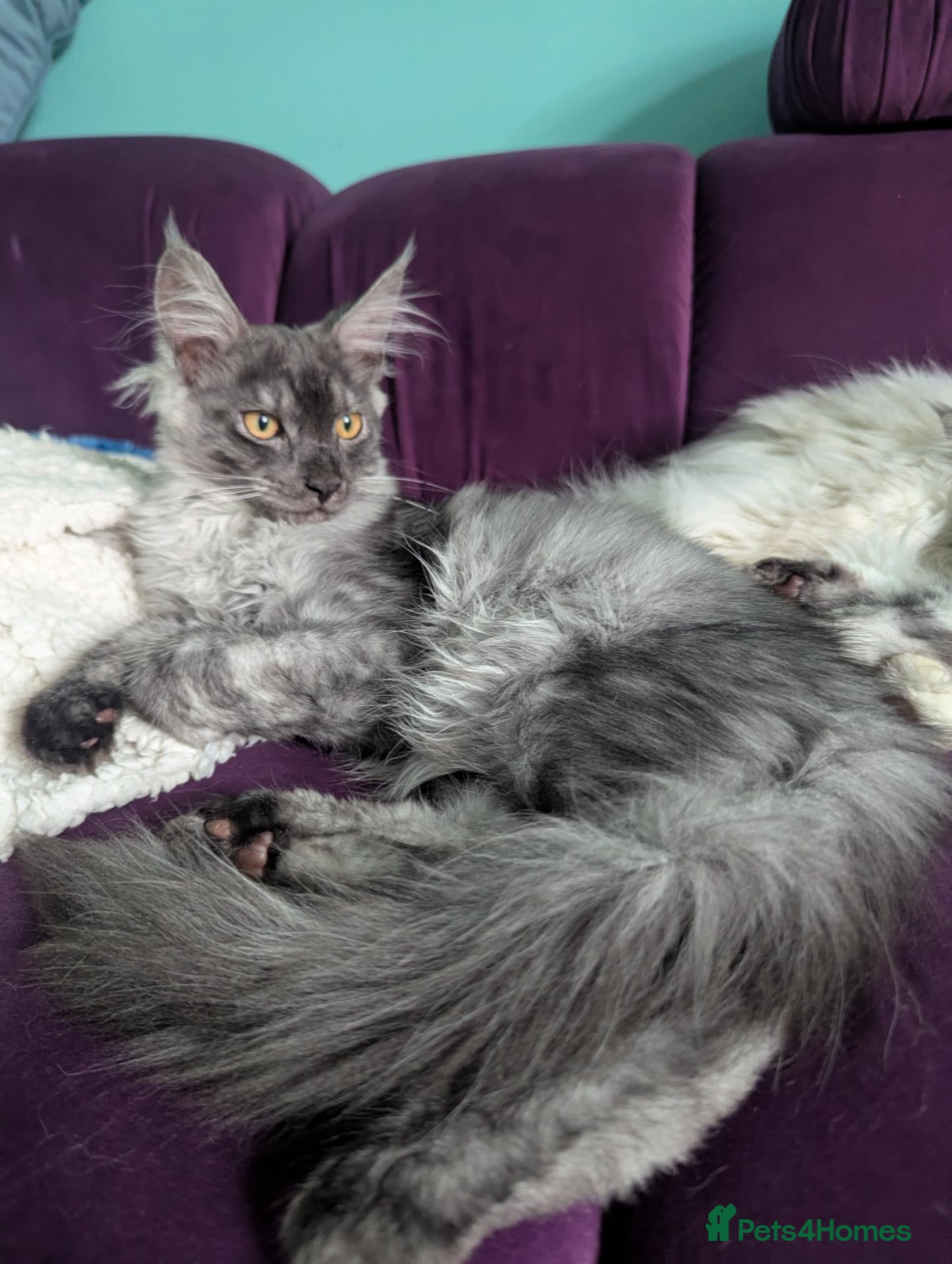 Maine Coon cats Maine Coon Pedigree Kittens  - Advert 1