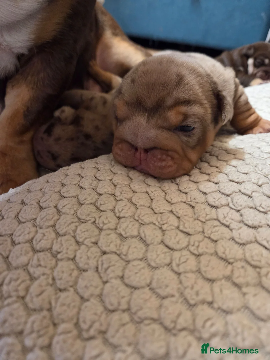 English Bulldog dogs for sale: Outstanding Litter of English Bulldogs - Advert 15