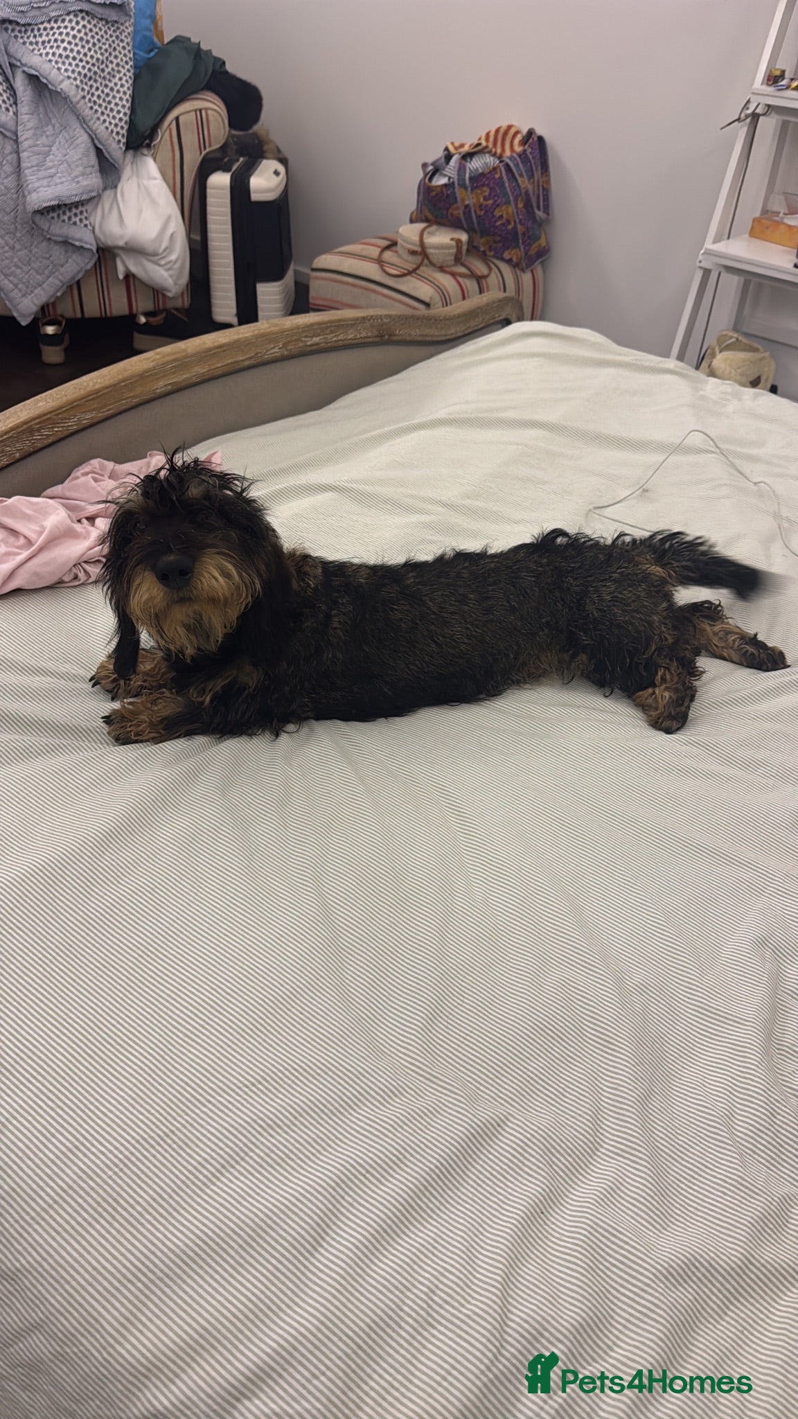 Dachshund dogs KC Regestered Teckel puppies - Advert 1