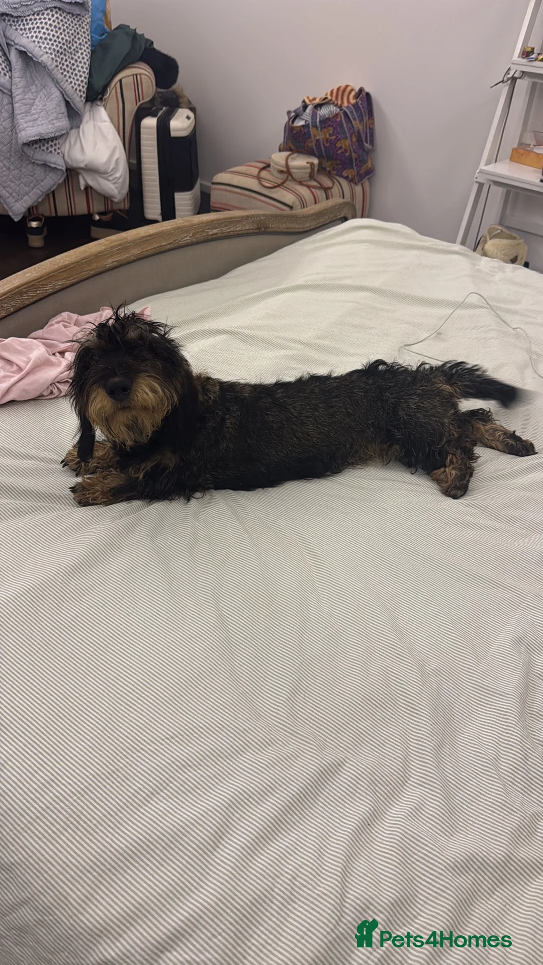 Dachshund dogs for sale: KC Regestered Teckel puppies in Cardiff - Advert 1