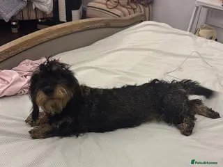 Dachshund dogs KC Regestered Teckel puppies - Advert 1