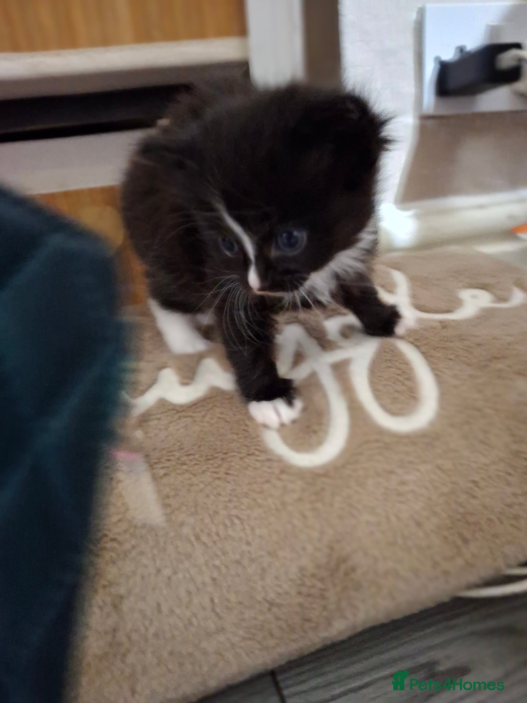 British Shorthair cats for sale: Kittens - Advert 4