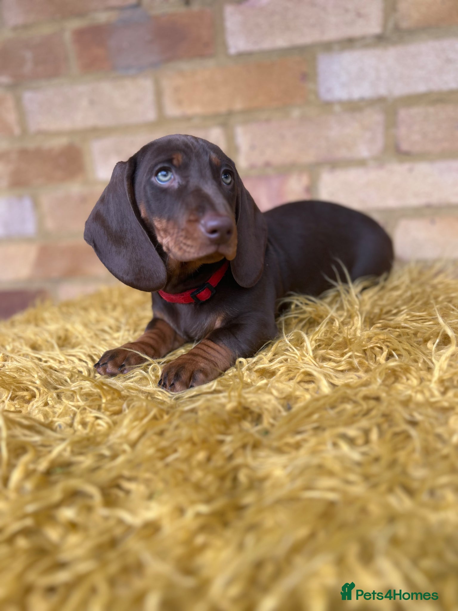 Dachshund dogs for sale: Only ONE Girl left Standard dachshund - Advert 3