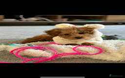 Maltipoo dogs for stud: Toy Red Maltipoo For Stud - Image 7