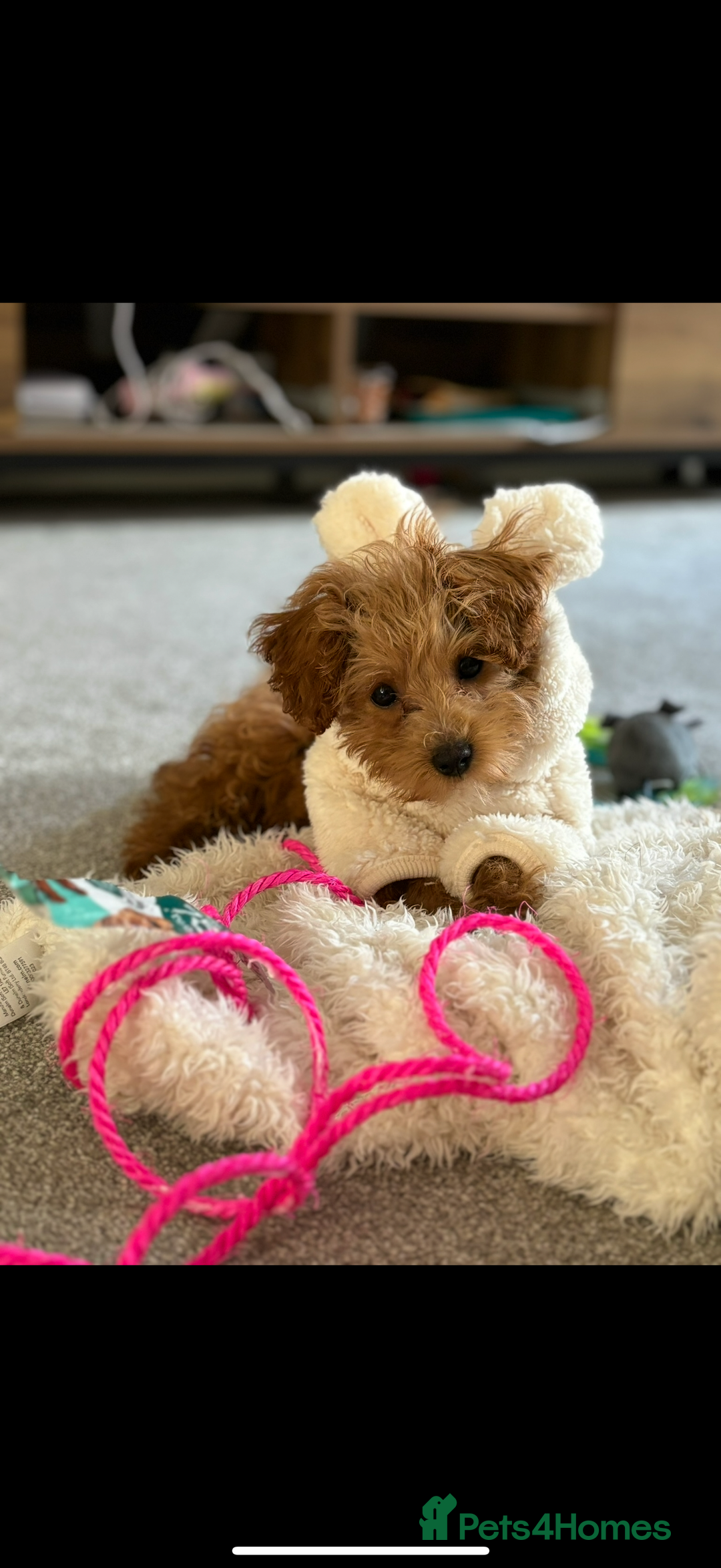 Maltipoo dogs for stud: Toy Red Maltipoo For Stud - Image 7