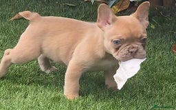 French Bulldog dogs for sale: Ready Now  - Image 10