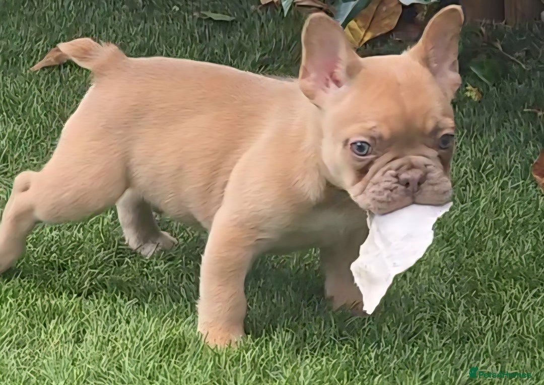 French Bulldog dogs for sale: Ready Now  - Image 10