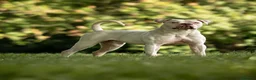 American Bulldog dogs for sale: American Bulldog Puppies!  - Advert 13