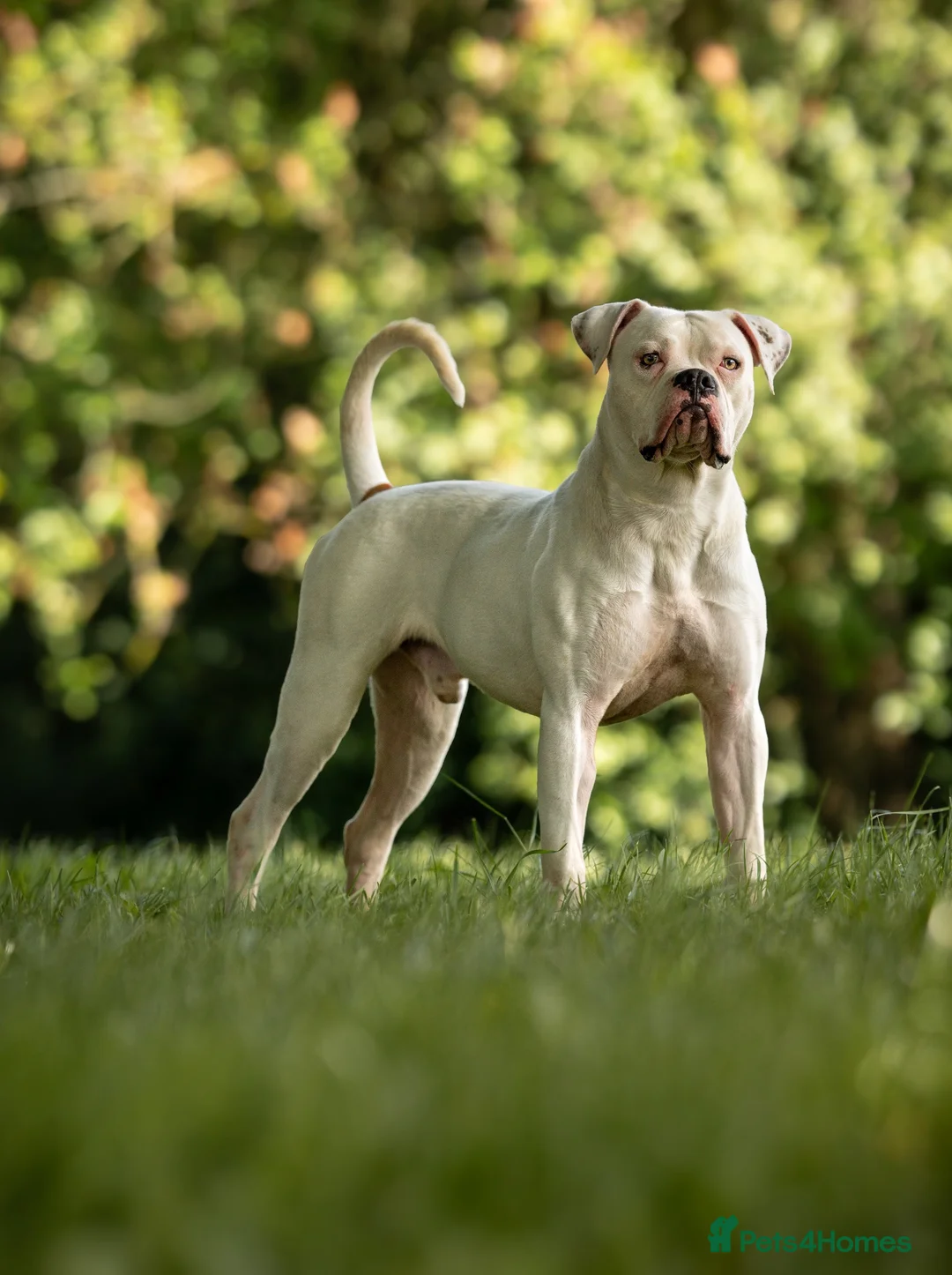 American Bulldog dogs for sale: American Bulldog Puppies!  - Advert 13