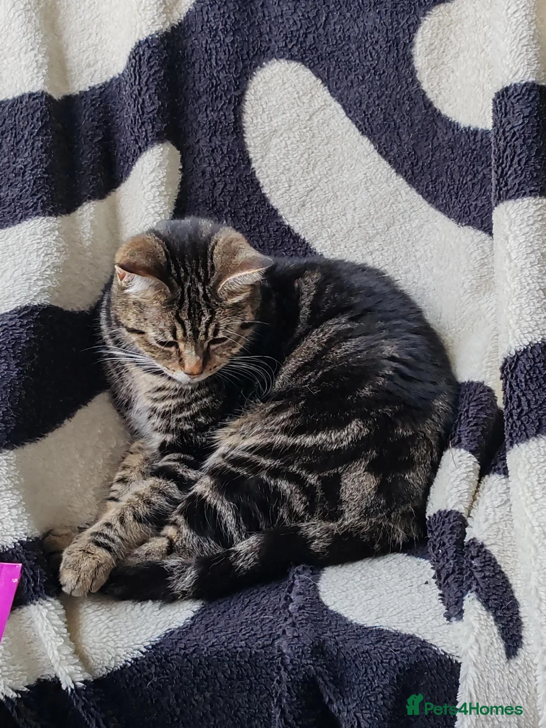 Mixed Breed cats for sale: Beautiful kittens looking for new home - Advert 2