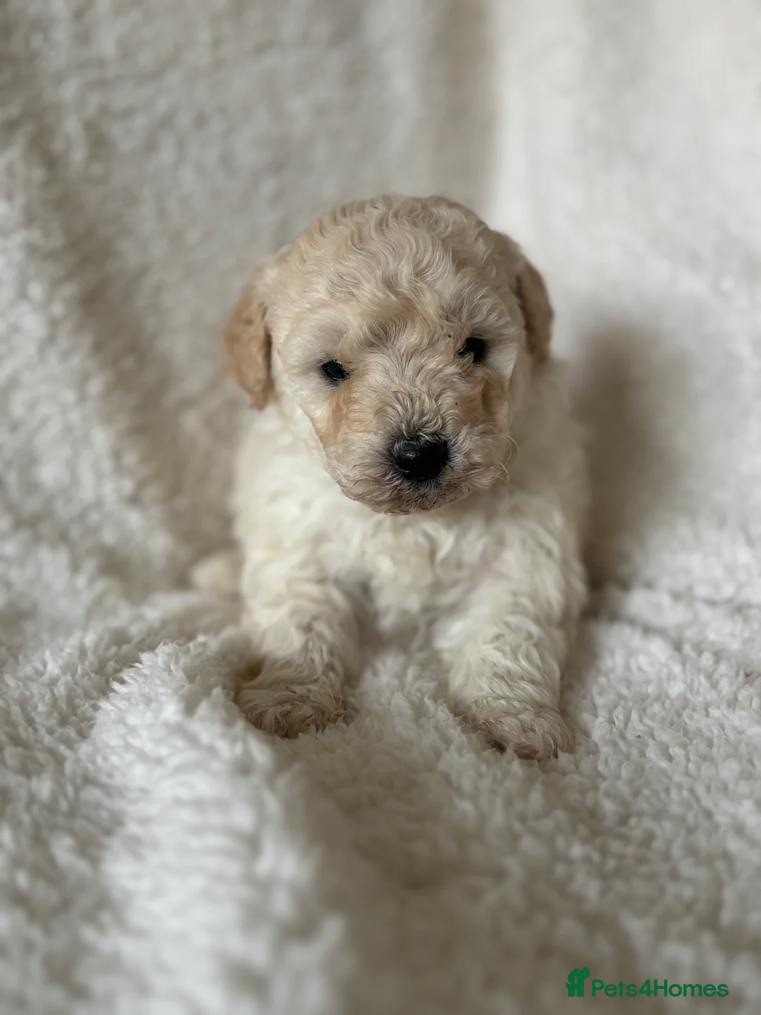 Poochon dogs for sale: One boy remaining - Advert 31