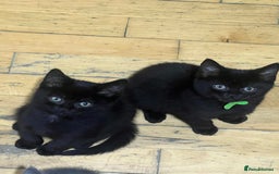 British Shorthair cats for sale: For sale  - Image 5