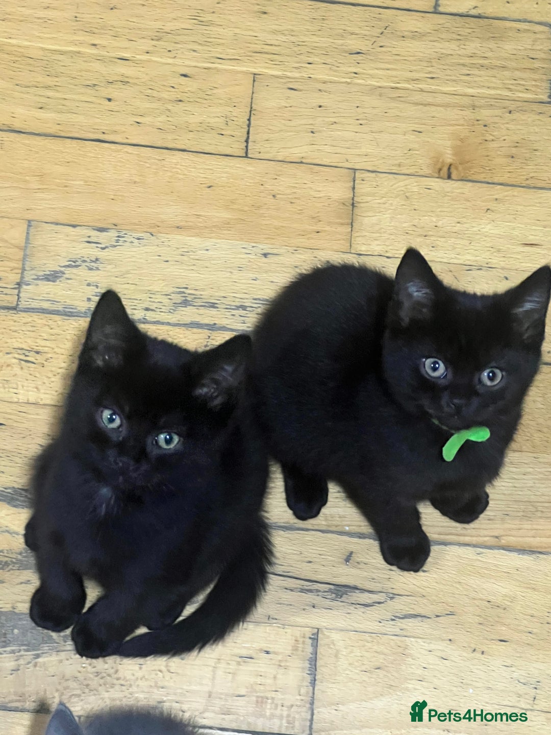 British Shorthair cats for sale: For sale  - Image 5