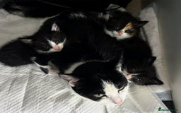 Mixed Breed cats for sale: Adorable kittens for sale - Image 10