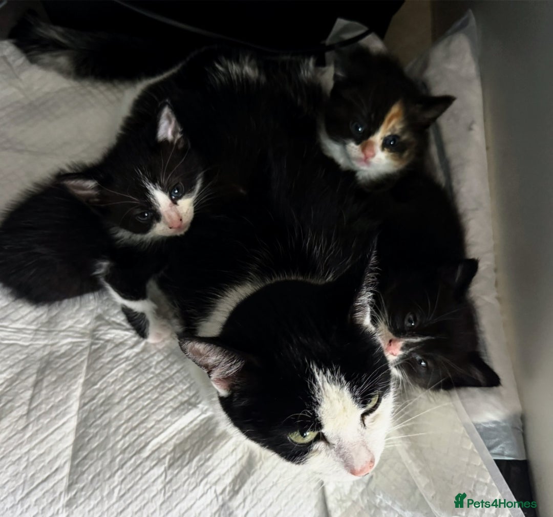 Mixed Breed cats for sale: Adorable kittens for sale - Image 10