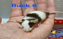 Mouse rodents for sale: Fancy Mice  - Image 15