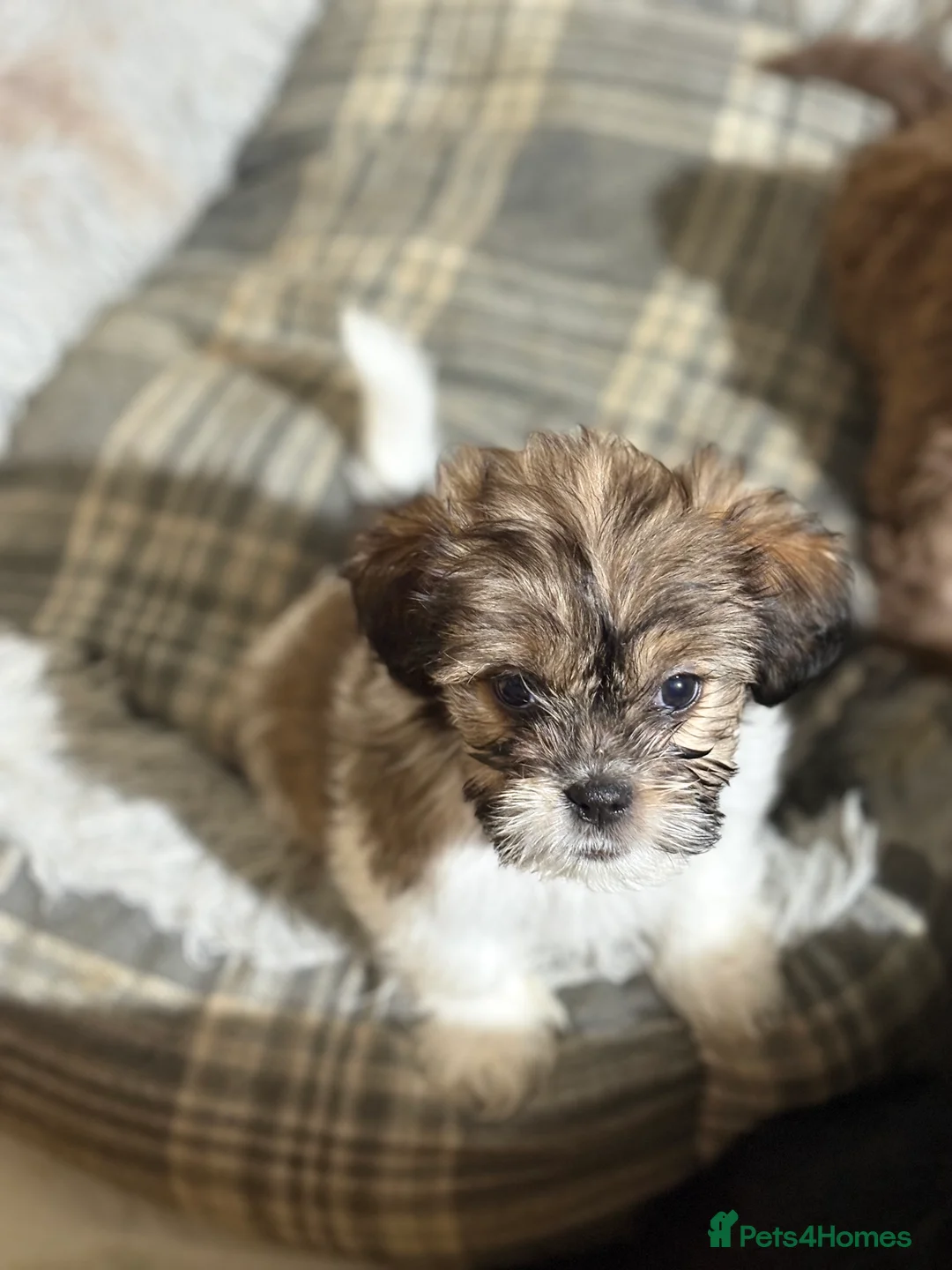 Mixed Breed dogs for sale: Puppies look for forever homes xx in Stafford - Advert 1