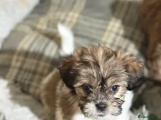 Mixed Breed dogs Puppies look for forever homes xx in Stafford - Advert 1