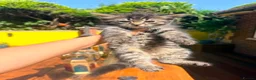 British Shorthair cats for sale: Stunning British Shorthair Kittens Ready Now! - Advert 15