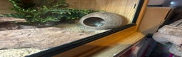Leopard Gecko reptiles for sale: Lizzy  - Advert 2