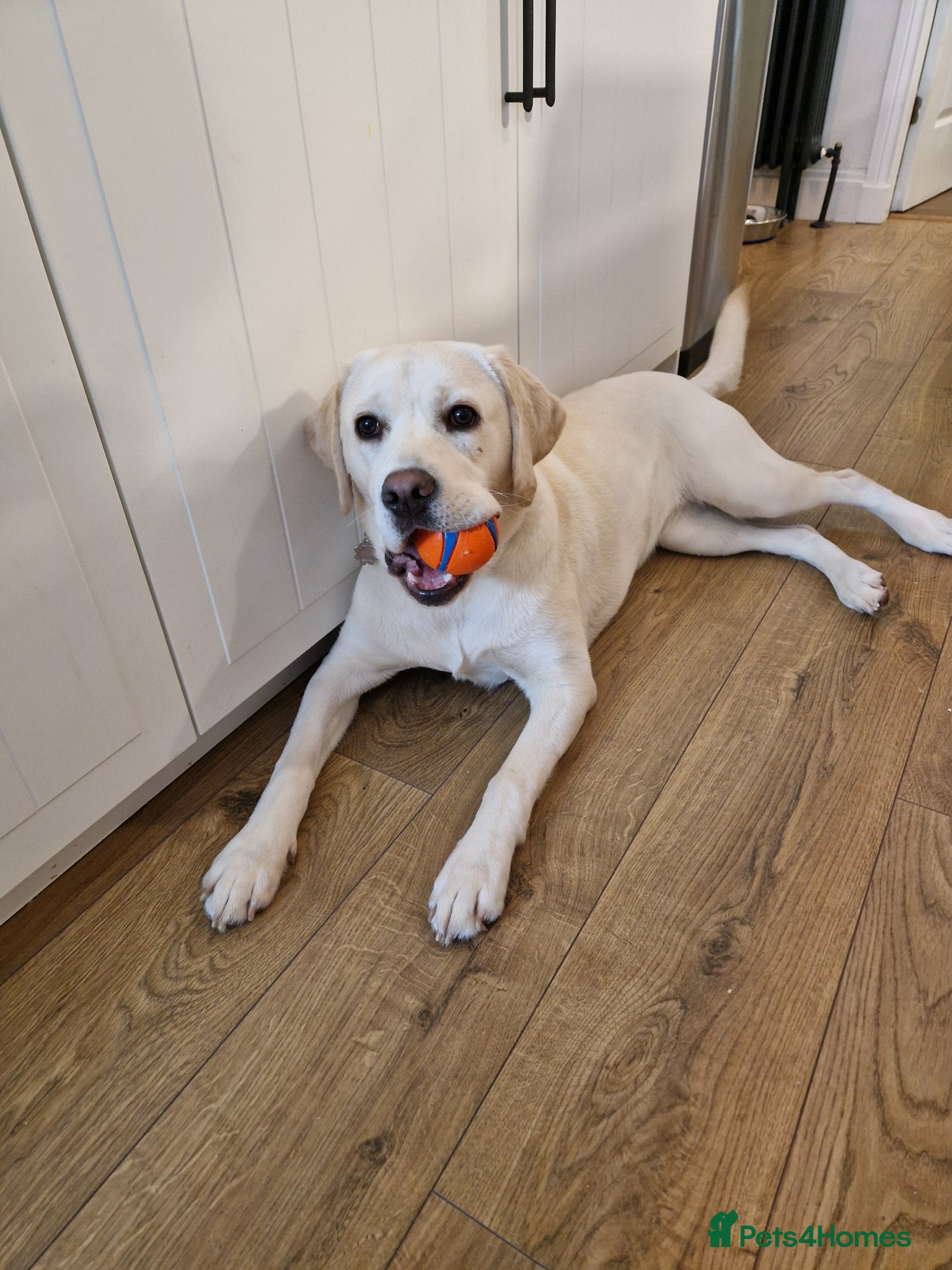 Labrador Retriever dogs 1yo Female Labrador Retriever  - Advert 15