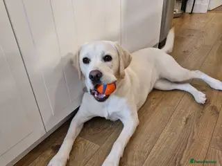 Labrador Retriever dogs 1yo Female Labrador Retriever - Advert 1